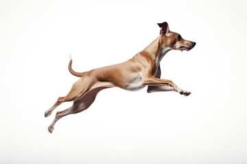 Fototapeta premium Graceful dog leaping mid-air