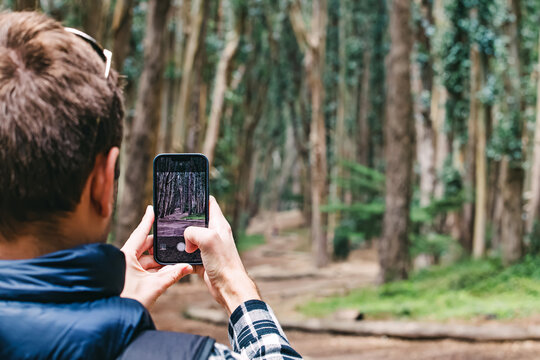 A person captures a scenic view of trees with a smartphone