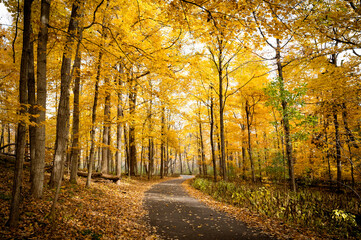 Scenic drive in fall woods with tall golden yellow trees