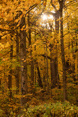 Colorful vertical forest landscape with sunshine in fall