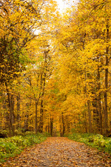 Fototapeta premium Autumn leaf-covered path with yellow and orange trees