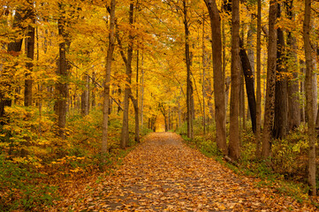 Wooded hiking path with yellow and orange fall color, Chicago