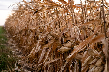 Rural fall farm cornstalk, corn cob harvest roadside Illinois