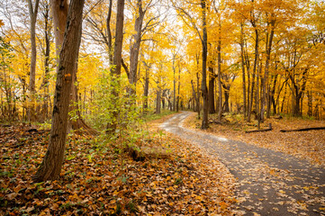 Fototapeta premium Winding rustic road in autumn with yellow and orange leaves