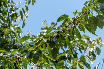A tree with green leaves and black berries