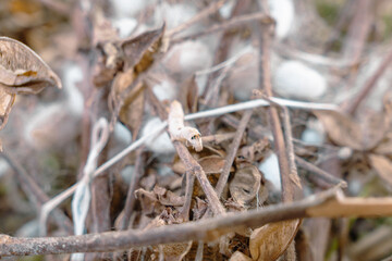 A small white caterpillar is crawling on a branch covered