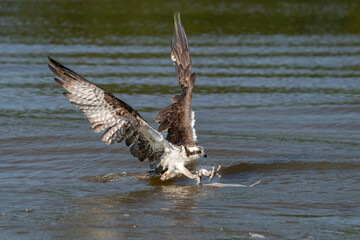 An osprey taking a fish from the river