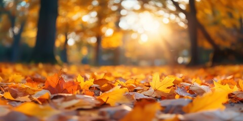 Golden autumn leaves sunlight forest