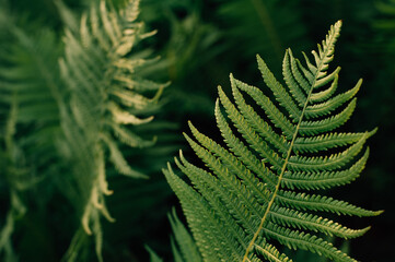 Beautiful fern leaf texture in nature. Natural ferns blurred background