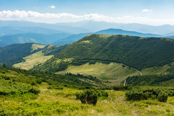 Fototapeta premium view in to the chornohora ridge valley. landscape of carpathian mountains on a bright afternoon in summer. forested hills and grassy meadows beneath a bright blue sky. travel ukraine