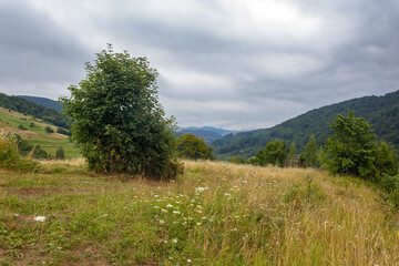 Obraz premium beautiful countryside of ukraine. cloudy afternoon. wonderful summer landscape in mountains. grassy field and rolling hills. rural scenery. fresh sustainable greenery