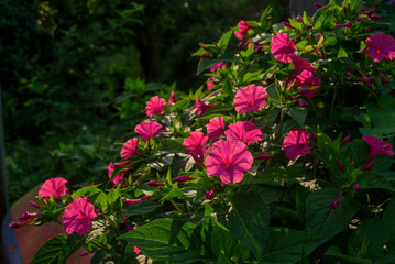 Arbusto de hojas verdes y flores magentas en jardín soleado