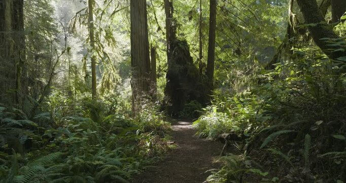 Slow walk along hiking path through Redwoods National Park, dappled light filtering through evergreen trees, first person POV.