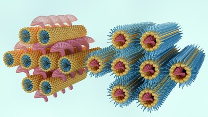 3d rendering of lamellar phase exhibits DNA rods intercalated between lipid bilayers and inverse hexagonal phase consists of DNA rods coated with a lipid monolayer arranged on a hexagonal lattice