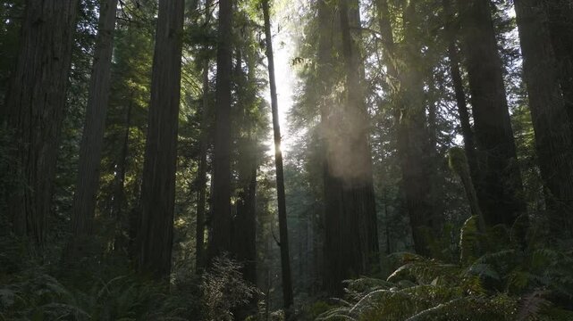 Slow pullback through peaceful morning mist in Redwoods National Park forest, sun beams shining through cedar tree branches.