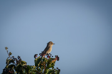 An adult Spotted flycatcher sits atop a Sambucus bush with black berries perpendicular to the camera lens with blue sky background with copyspace.