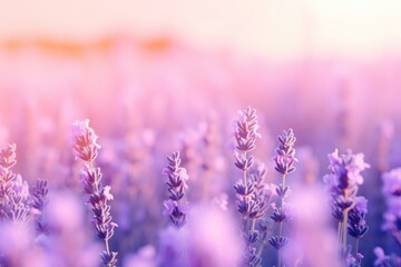 Naklejka premium Lavender field at sunset