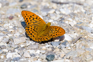 Kaisermantel oder Silberstrich (Argynnis paphia)
