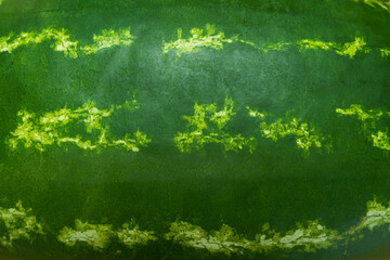 Watermelon skin green striped texture background