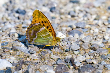 Kaisermantel oder Silberstrich (Argynnis paphia)