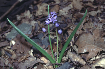 Scilla bifolia or two-leaf squill plant on forest floor