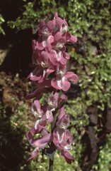 close up of Corydalis cava or or holewort flowers front view into the flowers