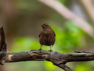 森の中の木陰の枯れ木の上で周りを見渡しているミソサザイ