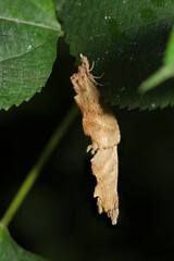 ヤブの中でオオエグリシャチホコ蛾が繋がって交尾（上雌・暗黒背景・自然光＆ストロボ・マクロレンズ接写）