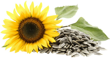 Sunflower Seeds isolated on transparent background, PNG