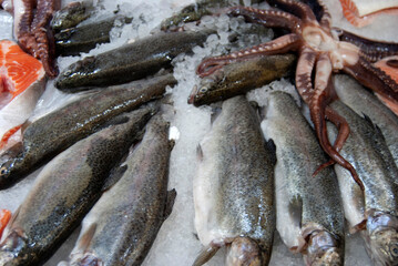 Fresh fish on ice. Trout fish on sale. Trout, salmon and octopus.