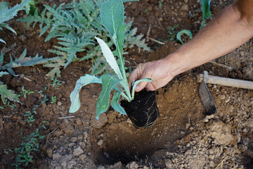 Man's hand planting an artichoke plant in an organic garden