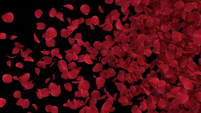 Red Rose Petals Transition on Alpha channel. Transition of red rose petal place on footage or background and easier to adjust colour.
