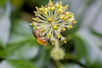 a cellophane bee on an ivy flower looking for nectar