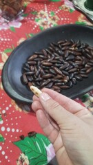 castanha de baru, fruto característico do cerrado brasileiro