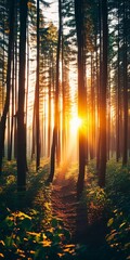 Obraz premium Sunlight filters through dense canopy of forest, warm inviting rays of light onto vibrant green foliage. Tranquil atmosphere beauty of nature. Rich ecosystem. Blissful environment. Wonder of nature AI