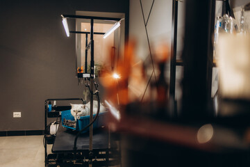 Cat grooming in pet beauty salon. Grooming master cuts and shaves a cat, cares for a cat. The vet uses an electric shaving machine for the cat. The cat's muzzle looks at the camera in close-up.