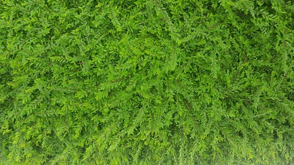 Natural green dark background. Plant and herb texture. Beautiful background. Fresh green small leaves in the garden.