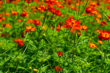 赤いキバナコスモス