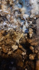 espeleotemas na caverna terra ronca, em são domingos, goiás