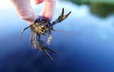 Crayfish in fisherman's hand on  lake. Illegal Catching crayfish and illegal Crayfishing on river. Iillegal fishing. Crawdads, are crustaceans that live in freshwater environments throughout world