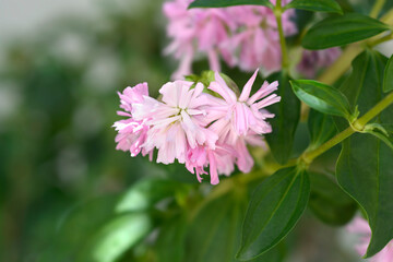 Double pink soapwort flowers
