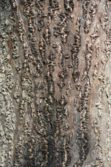 Obraz premium Empress tree bark detail