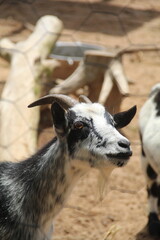 cabra preto e branca 