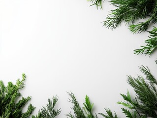 Sprig of fresh dill isolated on white with space for text 