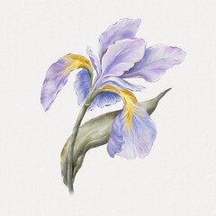 Lilac iris. Watercolor hand drawn flower for birthday card decor. Wedding invitation floral design. Floral greeting card.