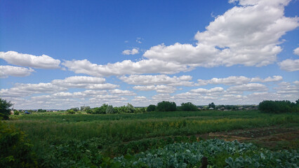 Fototapeta premium View of Vegetable Garden with Plants Against Blue Sky, White Clouds, and Trees in Background