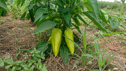  Sweet Pepper Bush with Fruits in Mulched Garden Bed