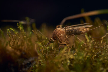 Details of a mosquito perched on vegetation