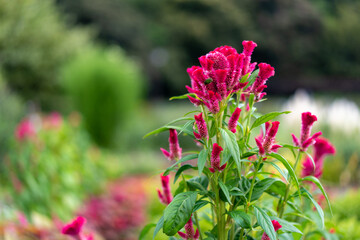 ケイトウとカナブン