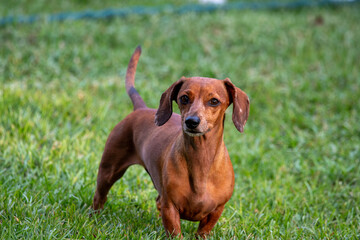 dachshund in the grass